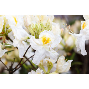 Rhododendron lut.Schneegold