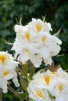 Rhododendron lut.Schneegold