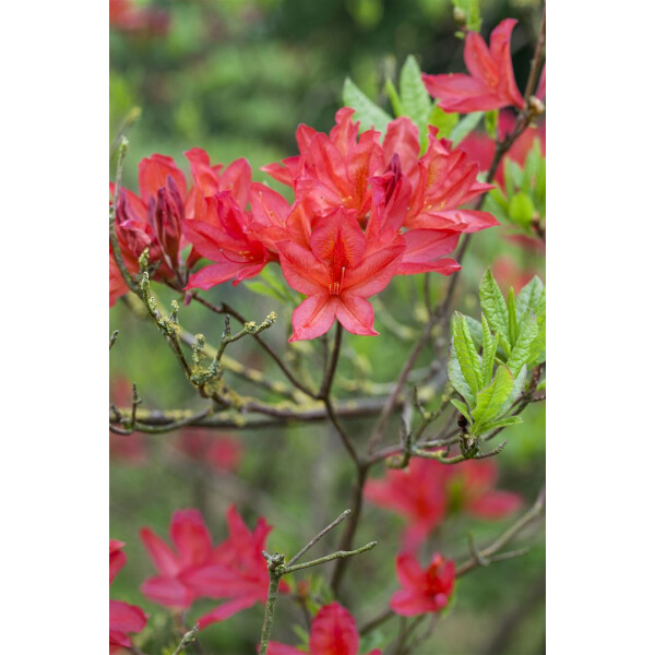 Rhododendron lut.Satan