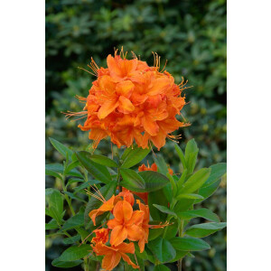 Rhododendron lut.Rumba