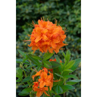 Rhododendron lut.Rumba