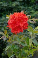 Rhododendron lut.Royal Command