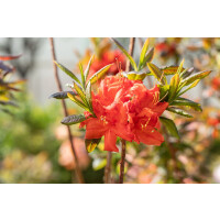 Rhododendron lut.Royal Command