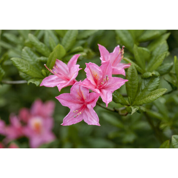 Rhododendron lut.Rosata