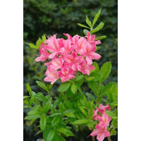 Rhododendron lut.Rosata