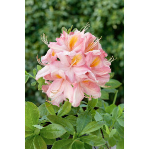 Rhododendron lut.Raimunde