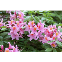 Rhododendron lut.Raimunde