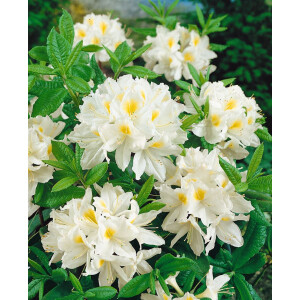 Rhododendron lut.Persil