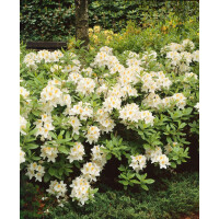 Rhododendron lut.Persil