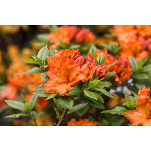 Rhododendron lut.Parkfeuer