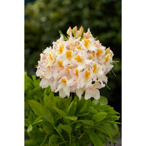 Rhododendron lut.Möwe