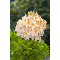 Rhododendron lut.Möwe