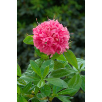 Rhododendron lut.Homebush