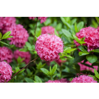 Rhododendron lut.Homebush