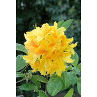 Rhododendron lut.Goldtopas