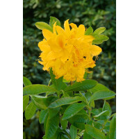 Rhododendron lut.Goldtopas