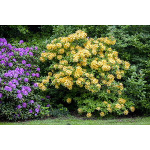 Rhododendron lut.Goldpracht