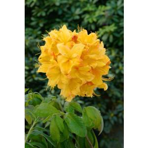 Rhododendron lut.Golden Sunset