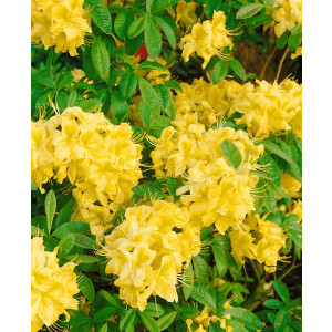 Rhododendron lut.Golden Sunset