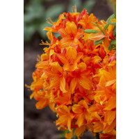 Rhododendron lut.Golden Eagle