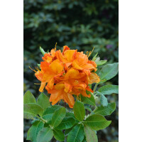Rhododendron lut.Glowing Embers
