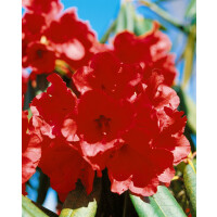 Rhododendron lut.Gibraltar