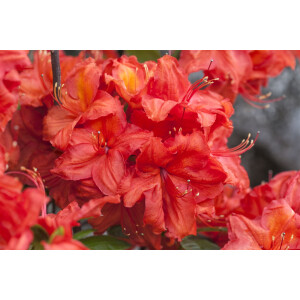 Rhododendron lut.Feuerwerk