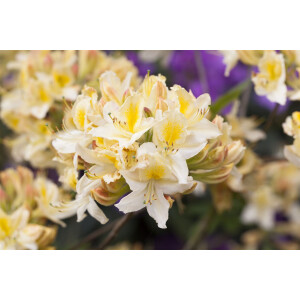 Rhododendron lut.Daviesii