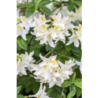 Rhododendron lut.Daviesii