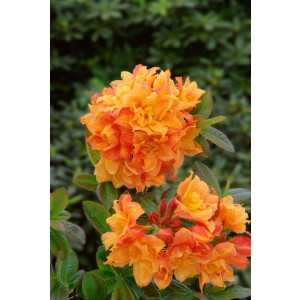 Rhododendron lut.Csardas