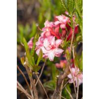 Rhododendron lut.Corneille