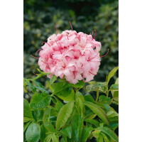 Rhododendron lut.Corneille