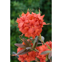 Rhododendron lut.Balzac