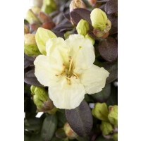 Rhododendron ludlowii Wren