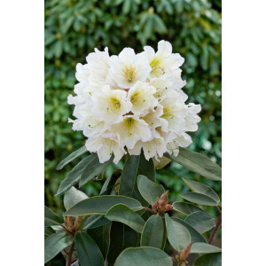 Rhododendron INKARHO &reg; wei&szlig;e Dufthecke
