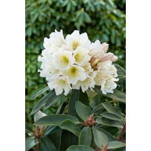 Rhododendron INKARHO ® weiße Dufthecke