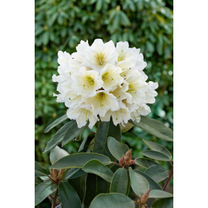 Rhododendron INKARHO &reg; wei&szlig;e Dufthecke