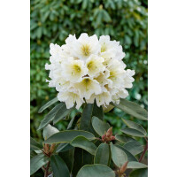 Rhododendron INKARHO ® weiße Dufthecke
