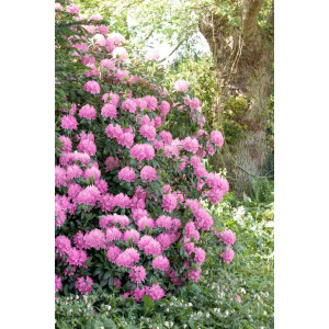 Rhododendron INKARHO &reg; rosa Dufthecke