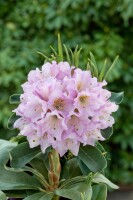 Rhododendron INKARHO ® lila Dufthecke