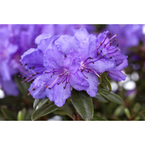 Rhododendron impeditum Gristede