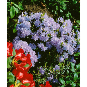 Rhododendron impeditum Blue Wonder