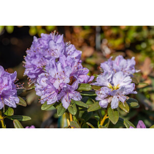 Rhododendron impeditum Blaue Mauritius