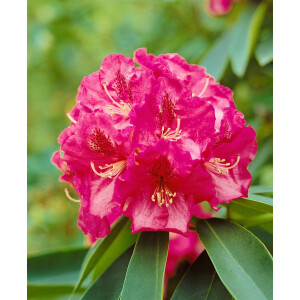 Rhododendron Hybr.Wilgens Ruby