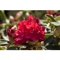 Rhododendron Hybr.Wilgens Ruby