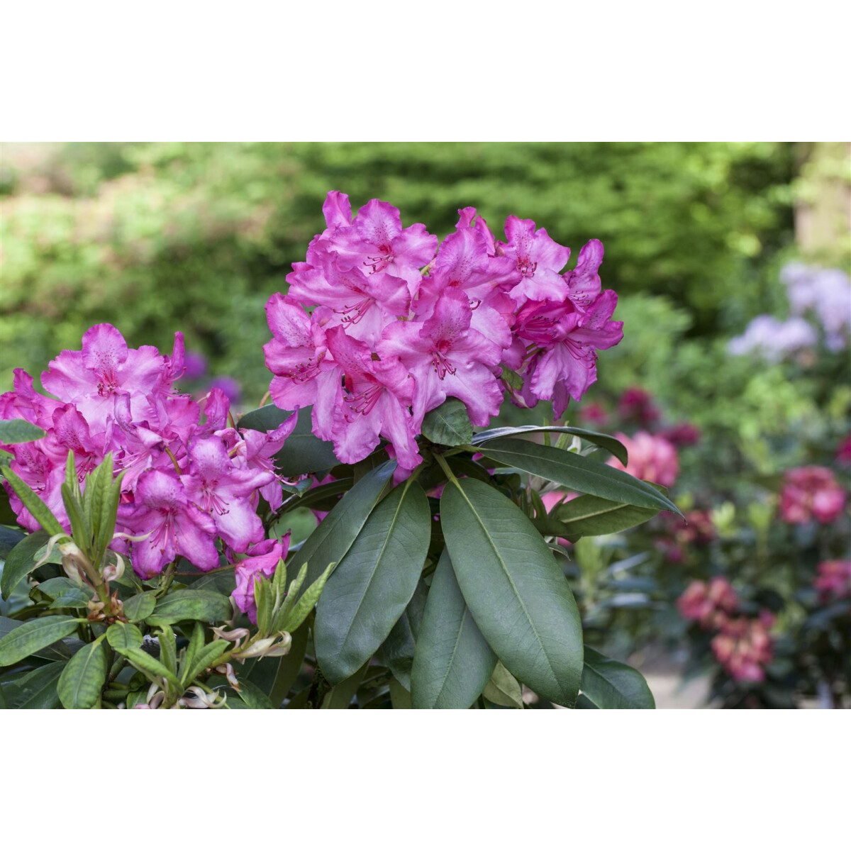 rhododendronhybride 'walküre'® rhododendron hybr'walküre' r  pfl