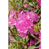 Rhododendron Hybr.Walk&uuml;re  -R-