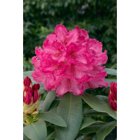 Rhododendron Hybr.Walküre  -R-