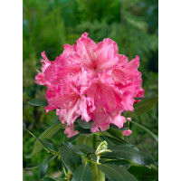 Rhododendron Hybr.Walküre  -R-