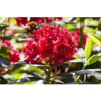 Rhododendron Hybr.Vulcan